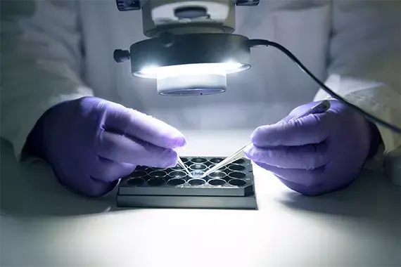 Nahaufnahme von Händen unter dem Mikroskop